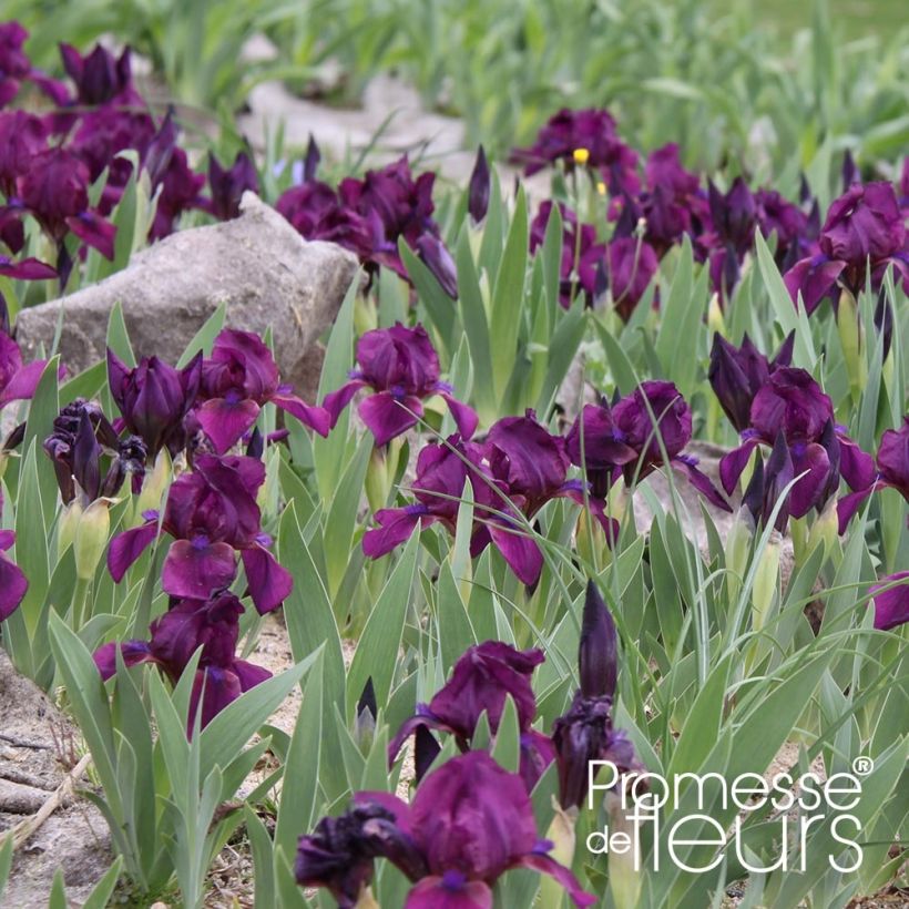 Iris pumila Cherry Garden - Dwergbaardiris (Groeiplaats)