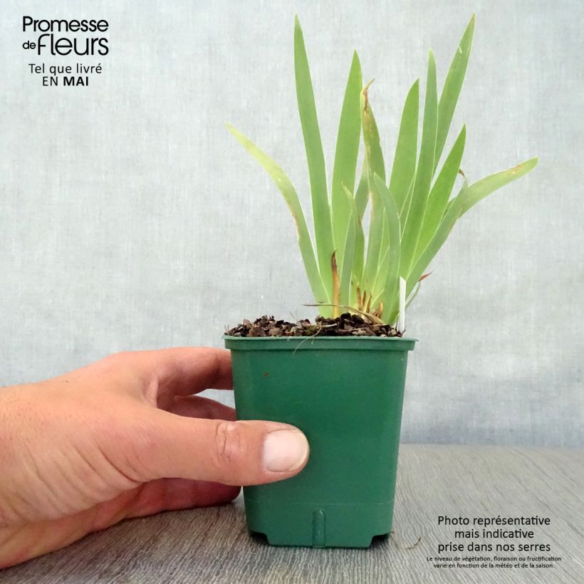 Exemplaar van Iris pumila Cherry Garden - Dwergbaardiris Kweekpotje van 8/9 cm zoals geleverd in de lente