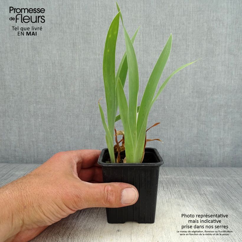 Exemplaar van Iris pumila - Dwergbaardiris Kweekpotje van 8/9 cm zoals geleverd in de lente