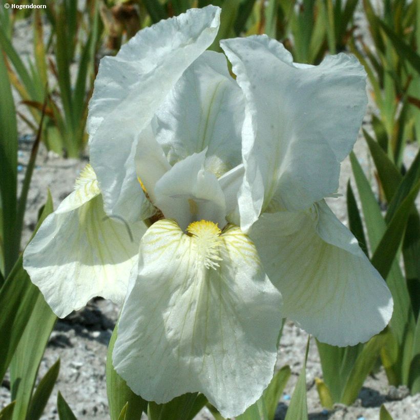 Iris pumila Dream Stuff - Dwergbaardiris (Flowering)