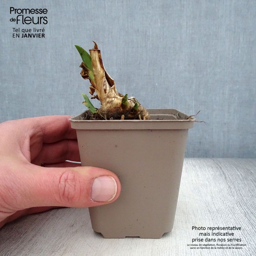Exemplaar van Iris pumila Dream Stuff - Dwergbaardiris Kweekpotje van 8/9 cm zoals geleverd in de winter