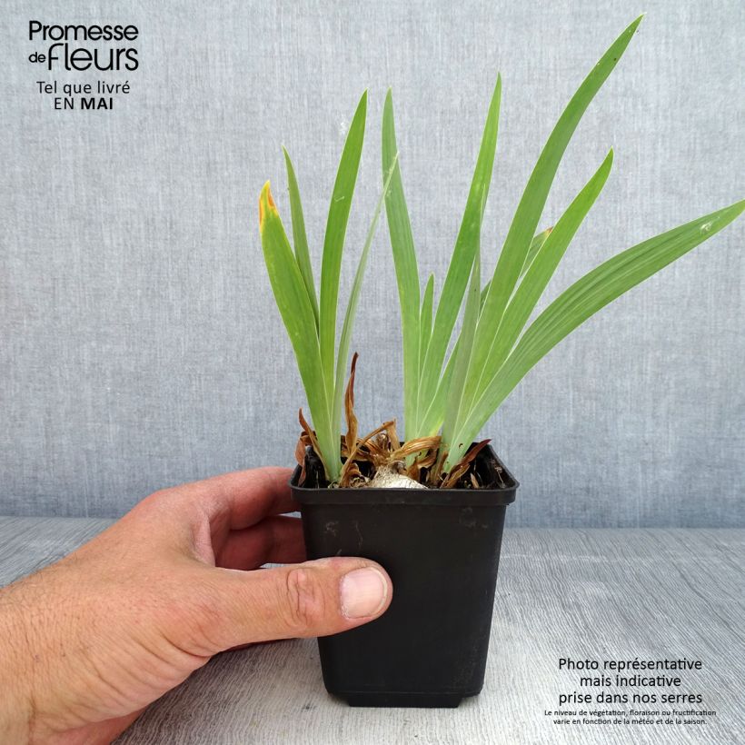 Example of Iris pumila Dream Stuff - Dwergbaardiris Kweekpotje van 8/9 cm as you get in printemps
