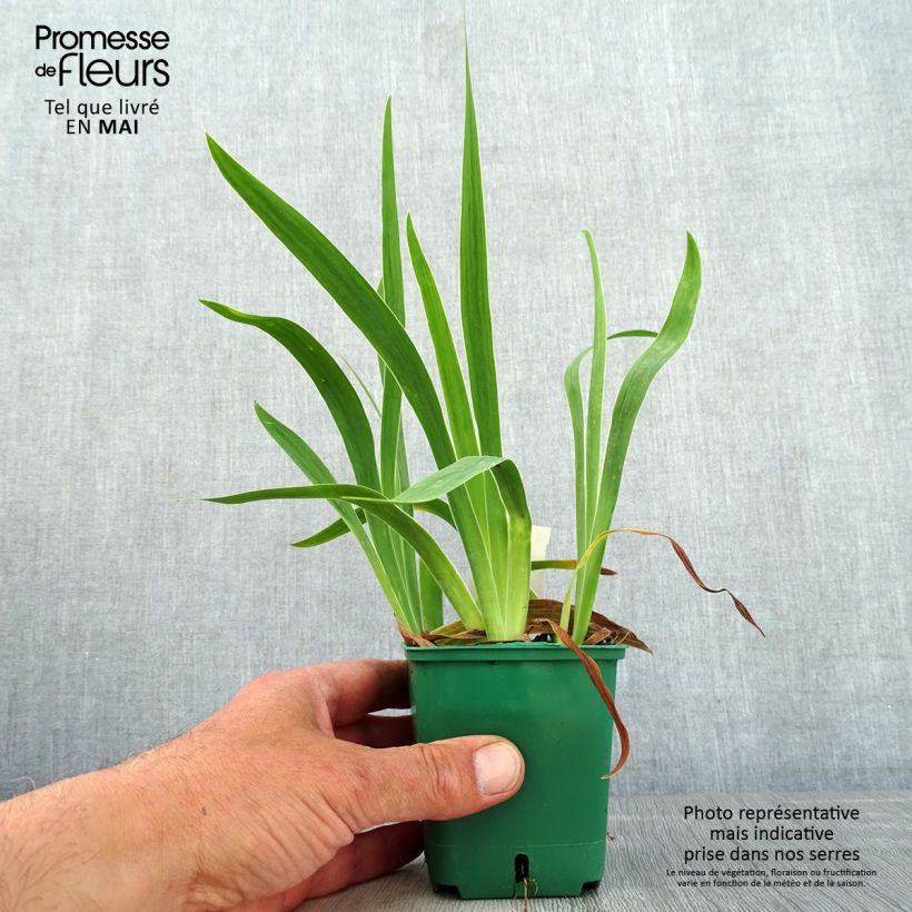 Exemplaar van Iris pumila geel - Dwergbaardiris Kweekpotje van 8/9 cm zoals geleverd in de lente