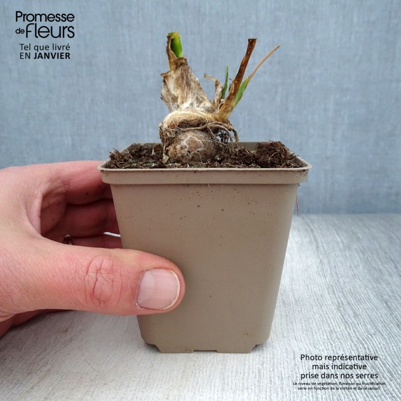 Exemplaar van Iris pumila LA Ballet - Dwergbaardiris Kweekpotje van 8/9 cm zoals geleverd in de winter