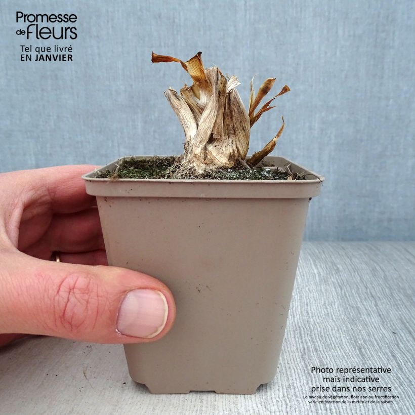 Exemplaar van Iris pumila Smell The Roses - Dwergbaardiris Kweekpotje van 8/9 cm zoals geleverd in de winter