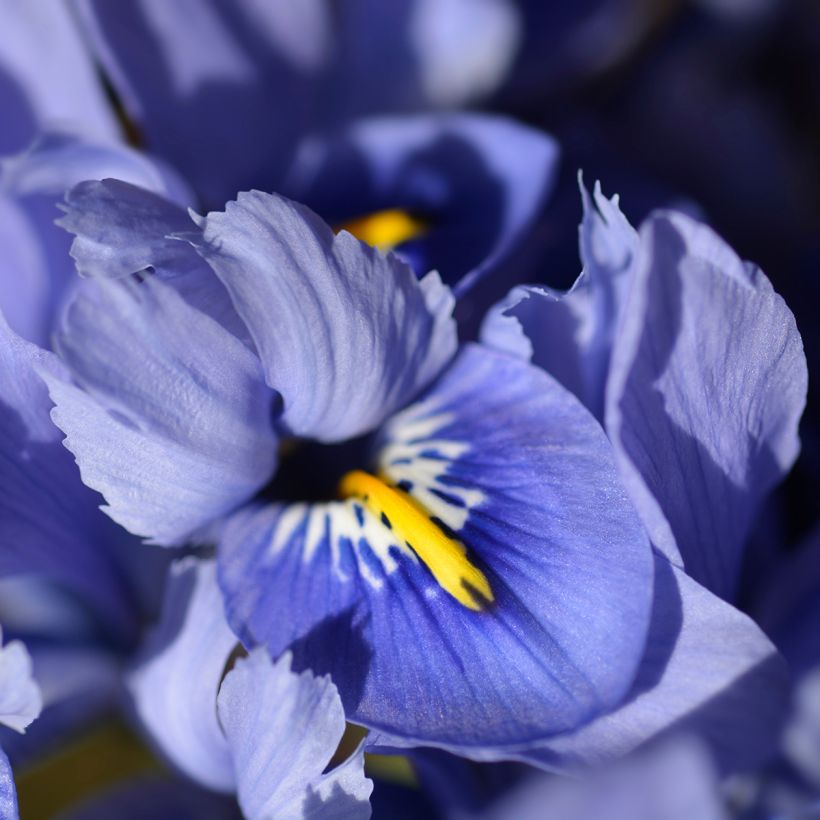 Iris reticulata Alida - Netiris (Bloei)