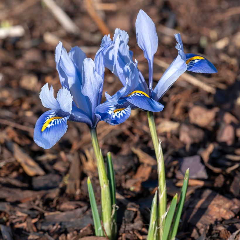 Iris reticulata Alida - Netiris (Groeiplaats)