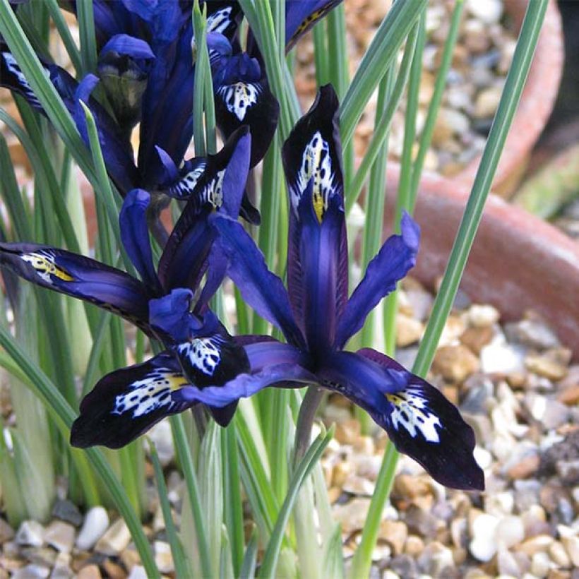 Iris reticulata Blue Note - Netiris (Bloei)