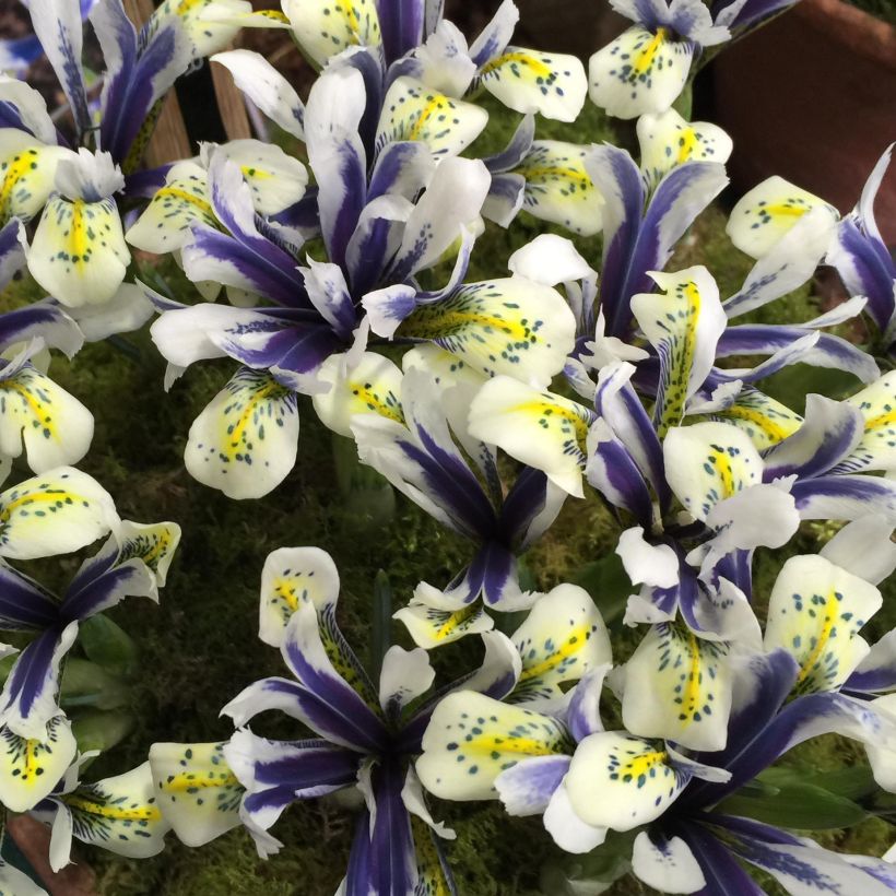 Iris reticulata Eyecatcher - Netiris (Bloei)