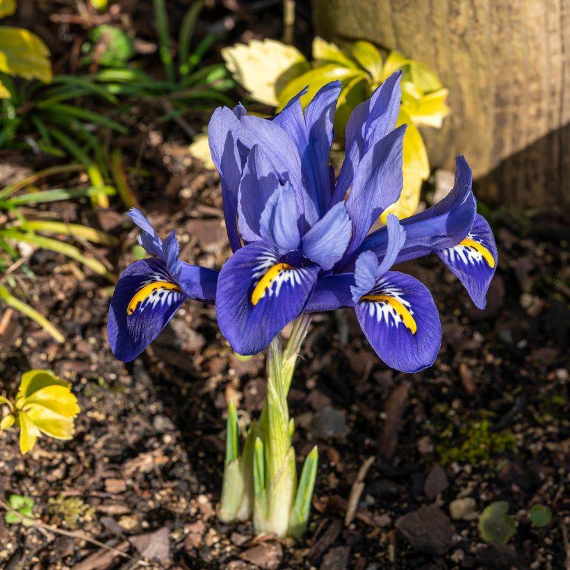 Iris reticulata Harmony - Netiris (Groeiplaats)