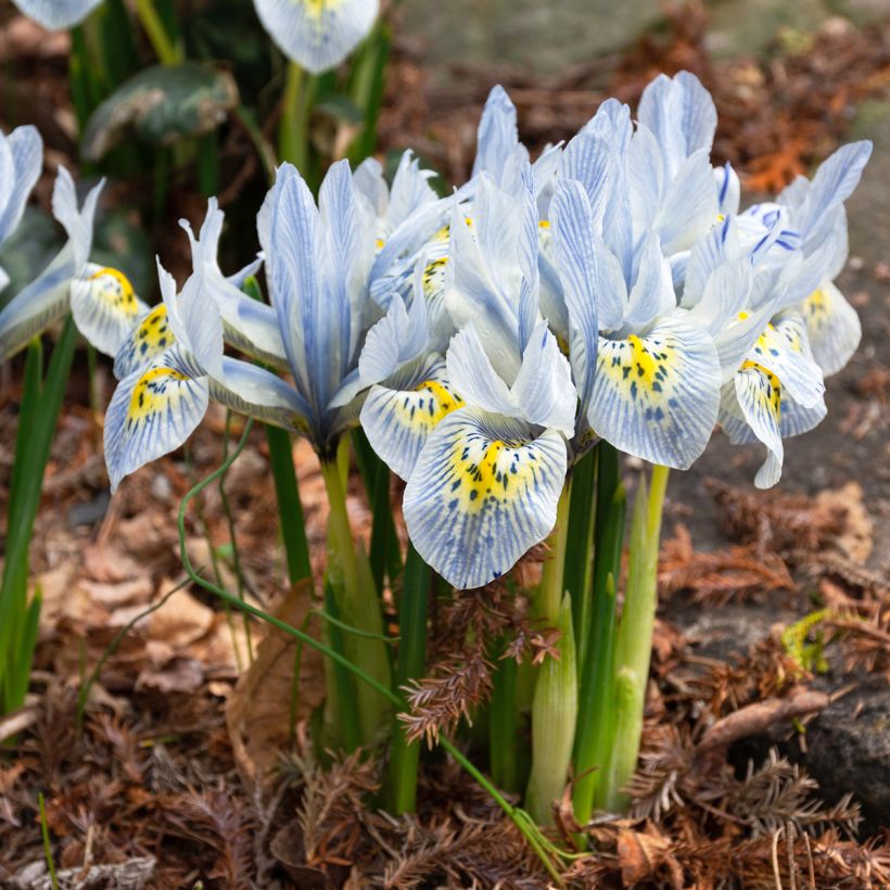 Iris reticulata Katharina Hodgkin (Groeiplaats)