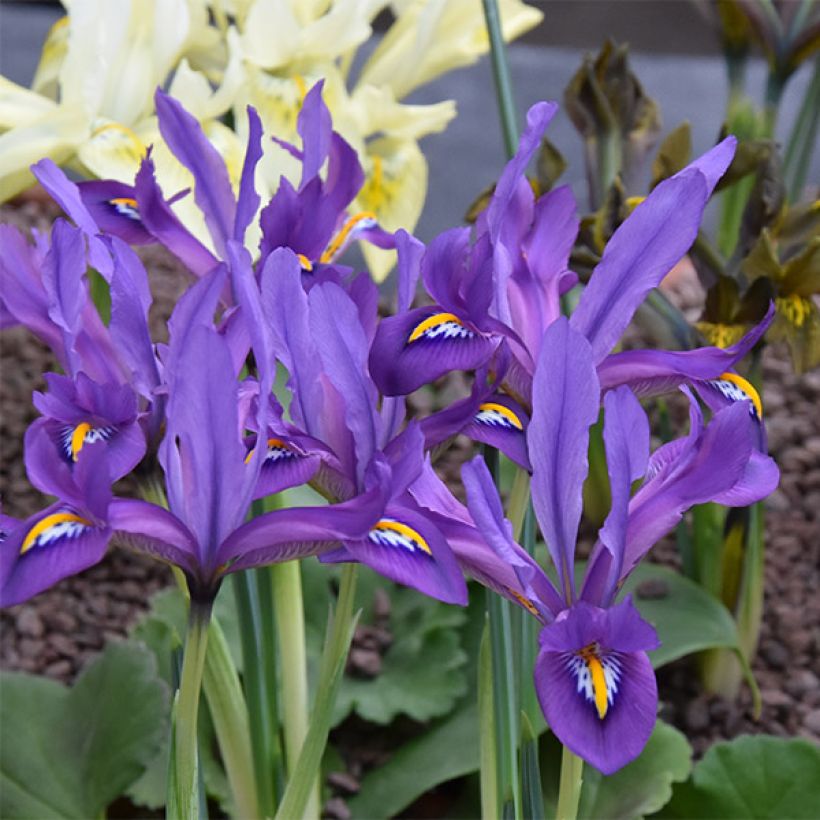 Iris reticulata Scent Sational - Netiris (Bloei)