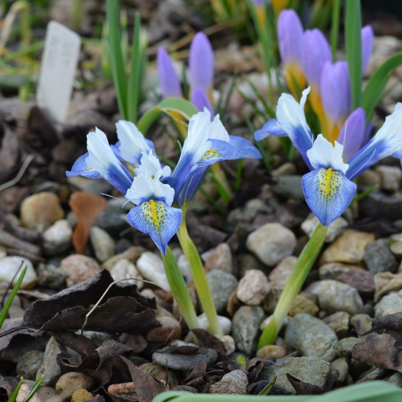 Iris reticulata Sea Breeze - Netiris (Groeiplaats)