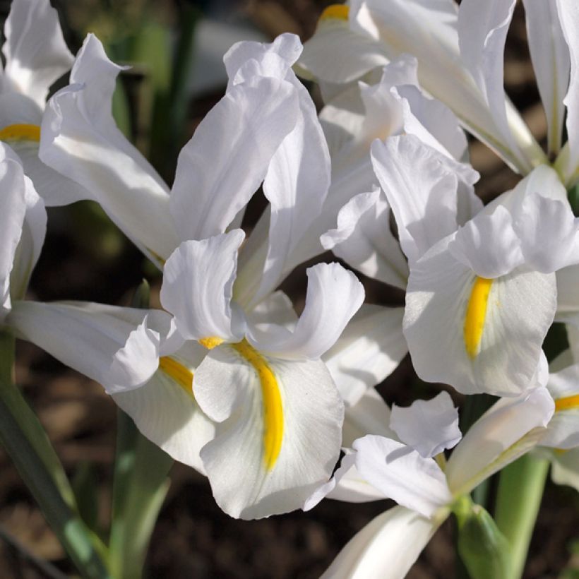Iris reticulata White Caucasus - Netiris (Bloei)