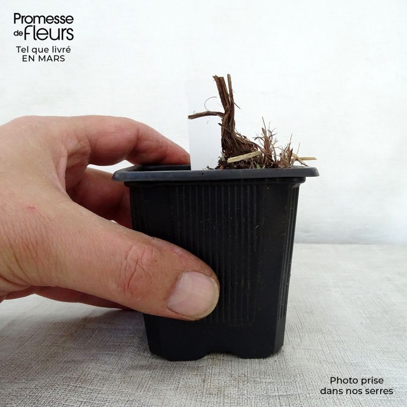 Example of Iris robusta Dark Aura Kweekpotje van 8/9 cm as you get in printemps