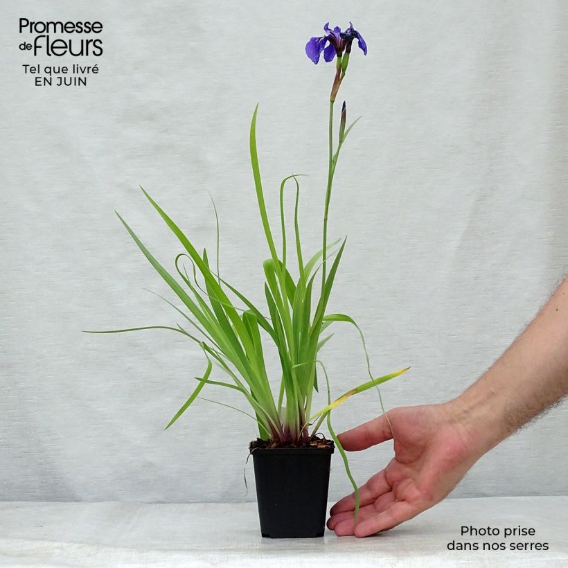 Exemplaar van Iris setosa - Borstelige iris Kweekpotje van 8/9 cm zoals geleverd in de zomer