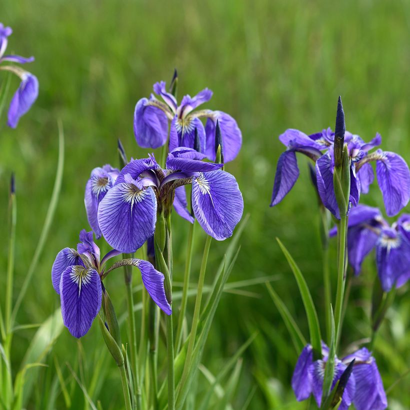 Iris setosa - Borstelige iris (Groeiplaats)