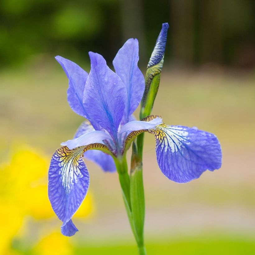 Iris sibirica Blue Moon - Siberische iris (Bloei)