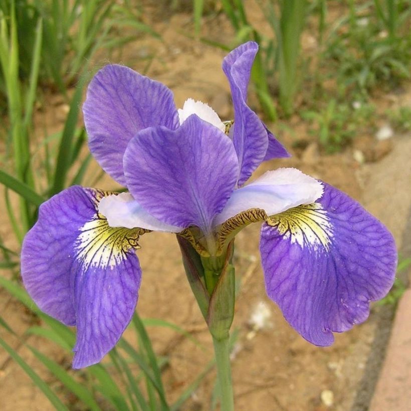 Iris sibirica Perrys Blue - Siberische iris (Bloei)