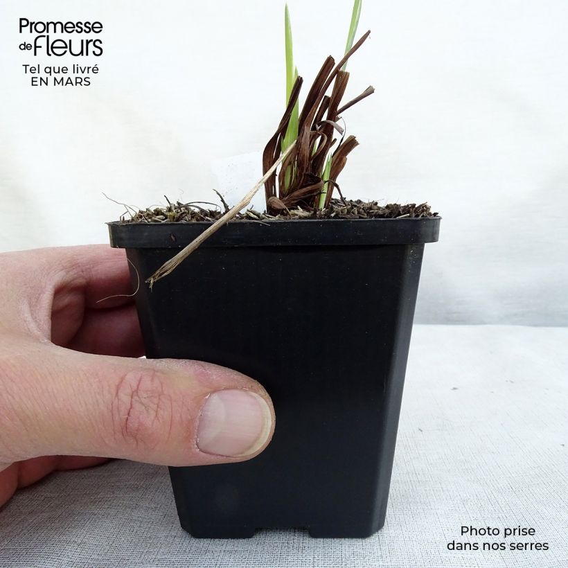 Exemplaar van Iris sibirica Perrys Blue - Siberische iris Kweekpotje van 8/9 cm zoals geleverd in de lente