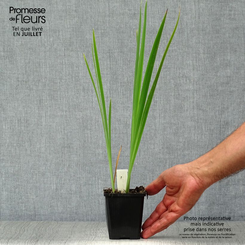 Exemplaar van Iris sibirica Perrys Blue - Siberische iris Kweekpotje van 8/9 cm zoals geleverd in de zomer