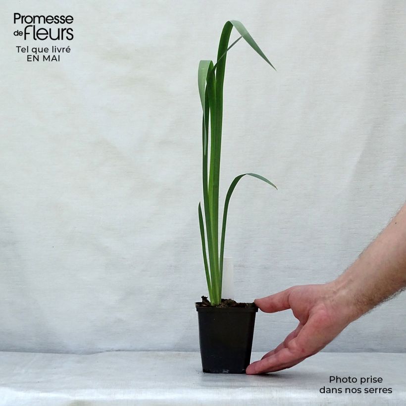 Exemplaar van Iris sibirica now Queen - Siberische iris Kweekpotje van 8/9 cm zoals geleverd in de lente