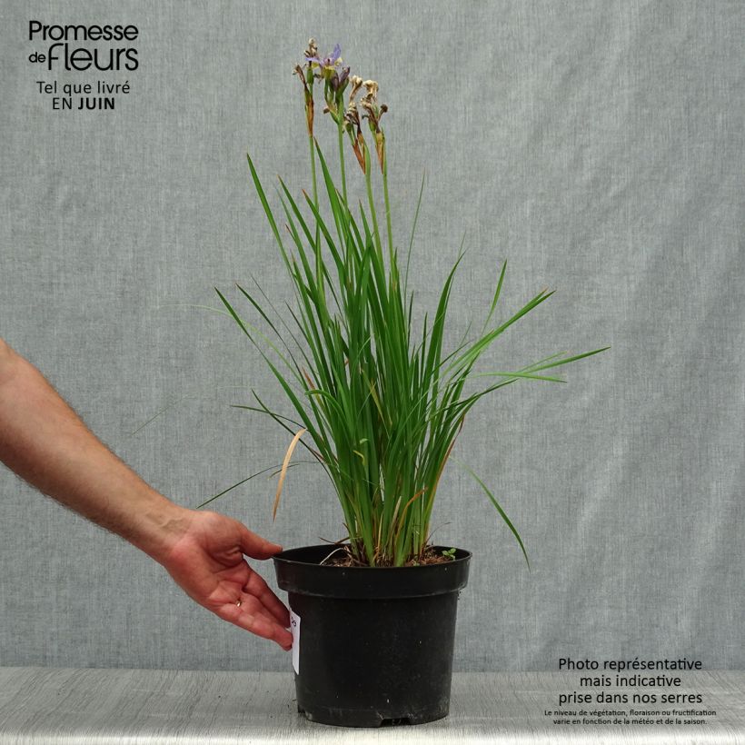 Exemplaar van Iris sibirica Tipped in Blue - Siberische iris Pot van 4 l/5 l zoals geleverd in de zomer