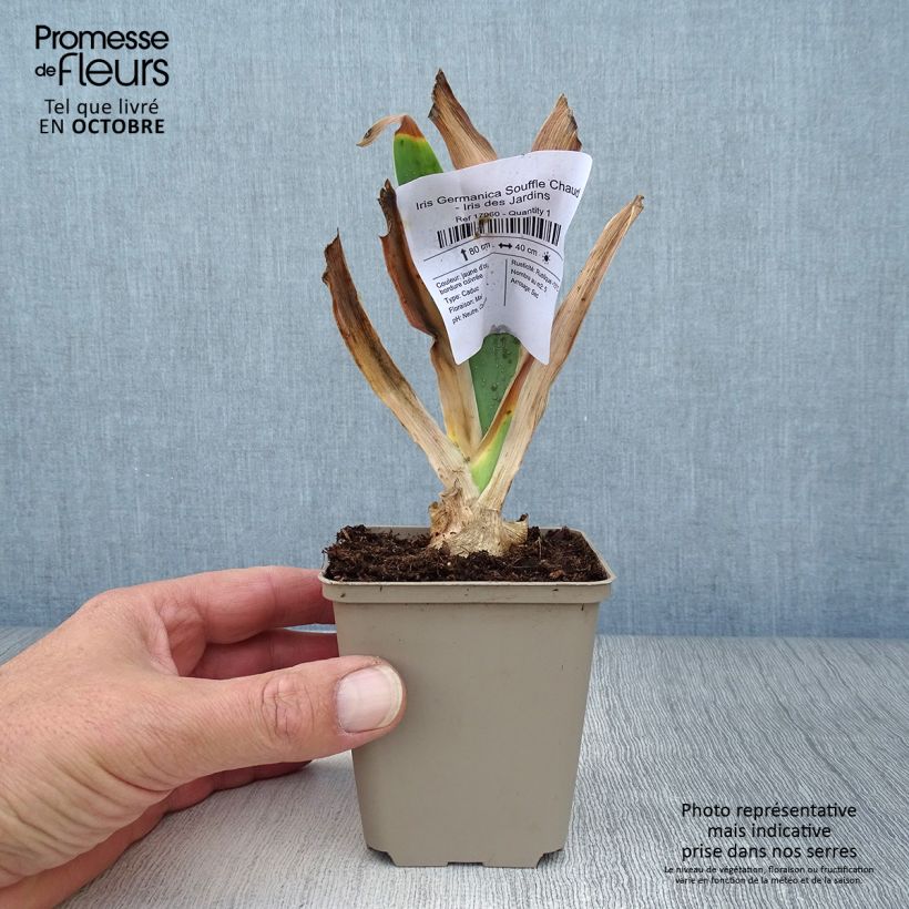 Exemplaar van Iris germanica Souffle Chaud - Baardiris Kweekpotje van 8/9 cm zoals geleverd in de herfst