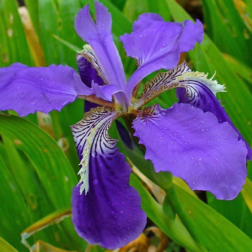 Iris tectorum - Dakiris (Bloei)