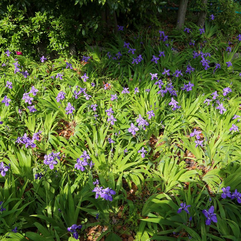 Iris tectorum - Dakiris (Groeiplaats)