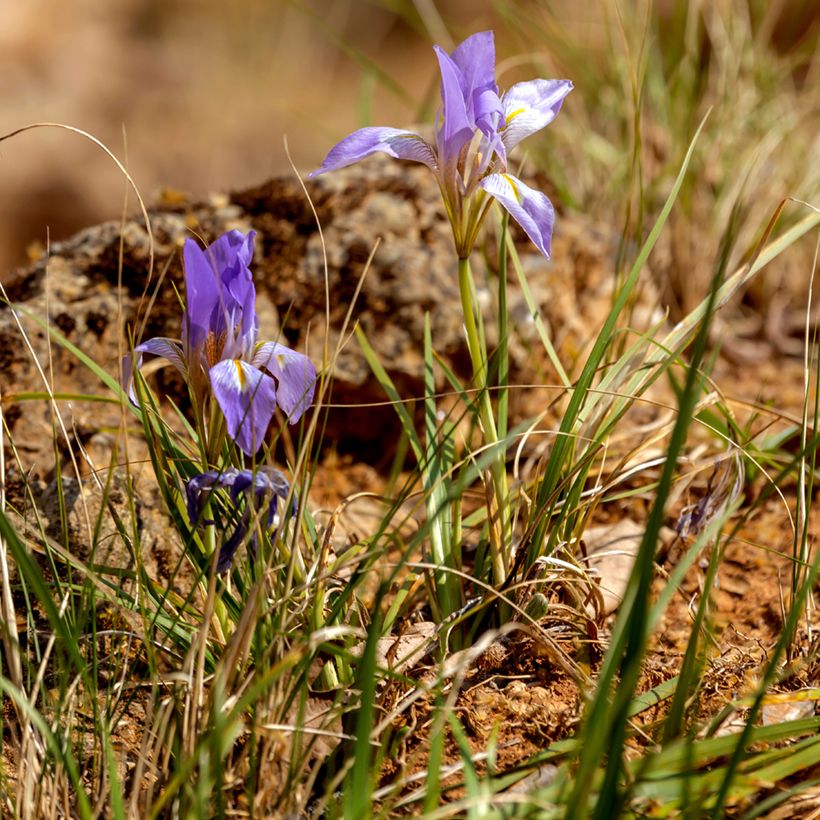 Iris unguicularis - Winteriris (Groeiplaats)