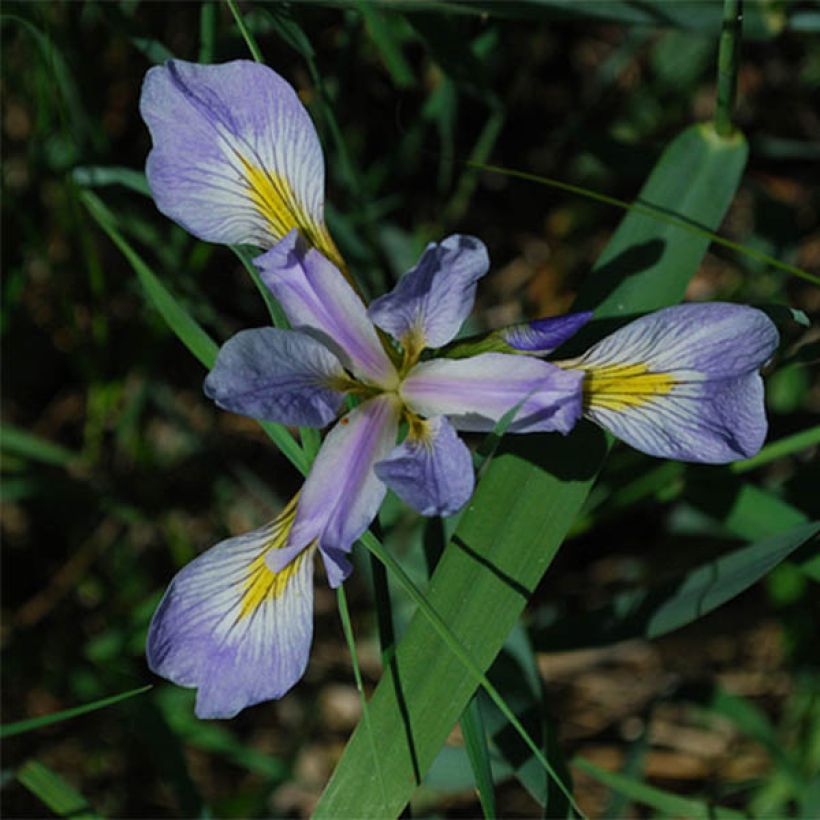 Iris versicolor - Noord-Amerikaanse iris (Bloei)