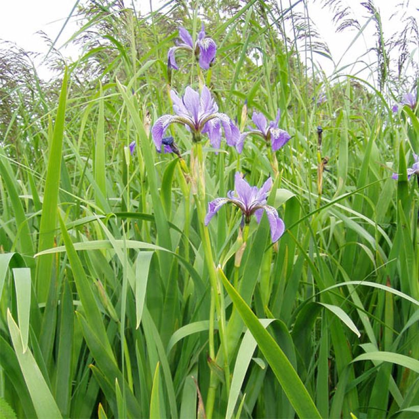 Iris versicolor - Noord-Amerikaanse iris (Groeiplaats)