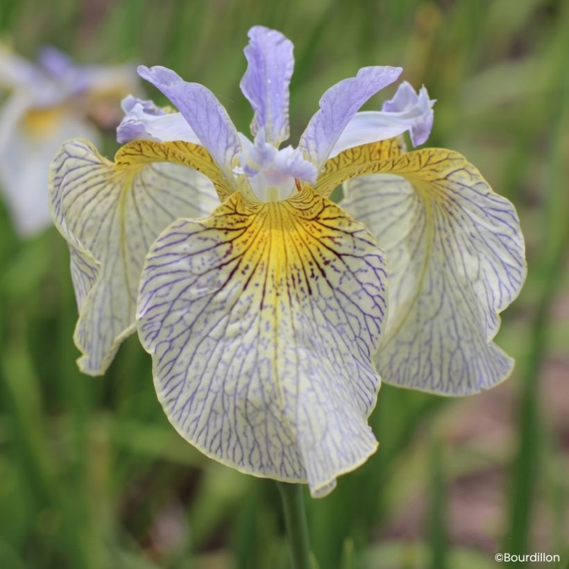 Iris Ally Oops - Wateriris (Bloei)