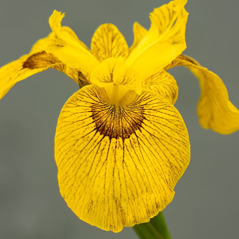 Iris Berlin Tiger - Wateriris (Bloei)