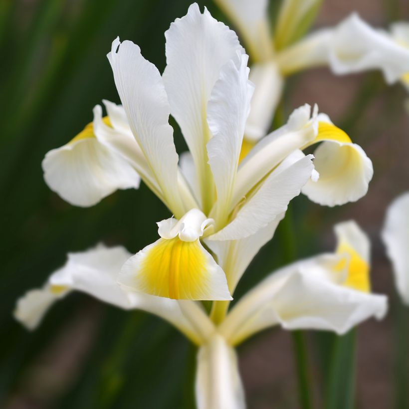 Iris ochroleuca (orientalis) - Steppe-iris (Bloei)