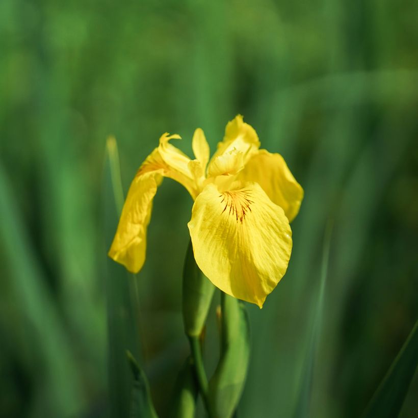 Iris pseudacorus Compact Form - Gele lis (Bloei)