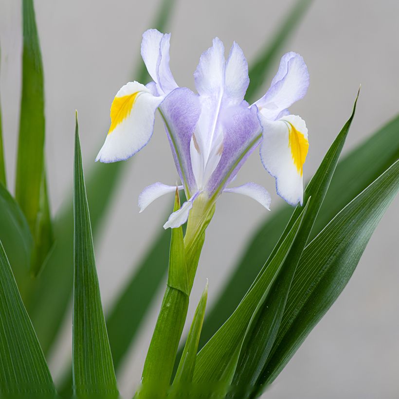 Iris magnifica (Bloei)