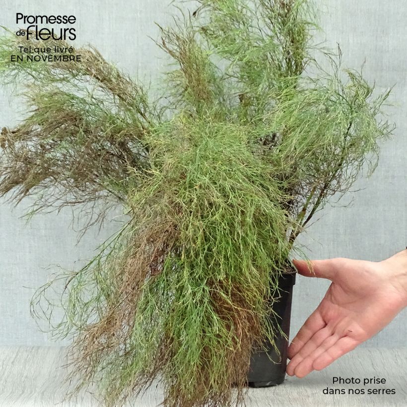 Exemplaar van Ischyrolepis subverticillata - Restio Pot van 2 l/3 l zoals geleverd in de herfst