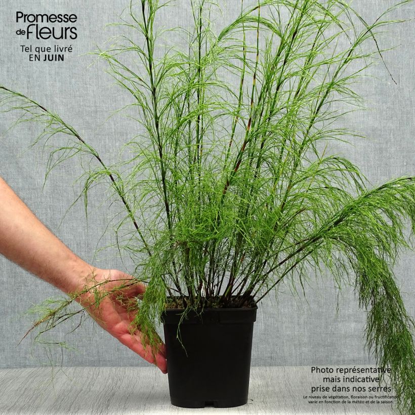 Exemplaar van Ischyrolepis subverticillata - Restio Pot van 2 l/3 l zoals geleverd in de zomer