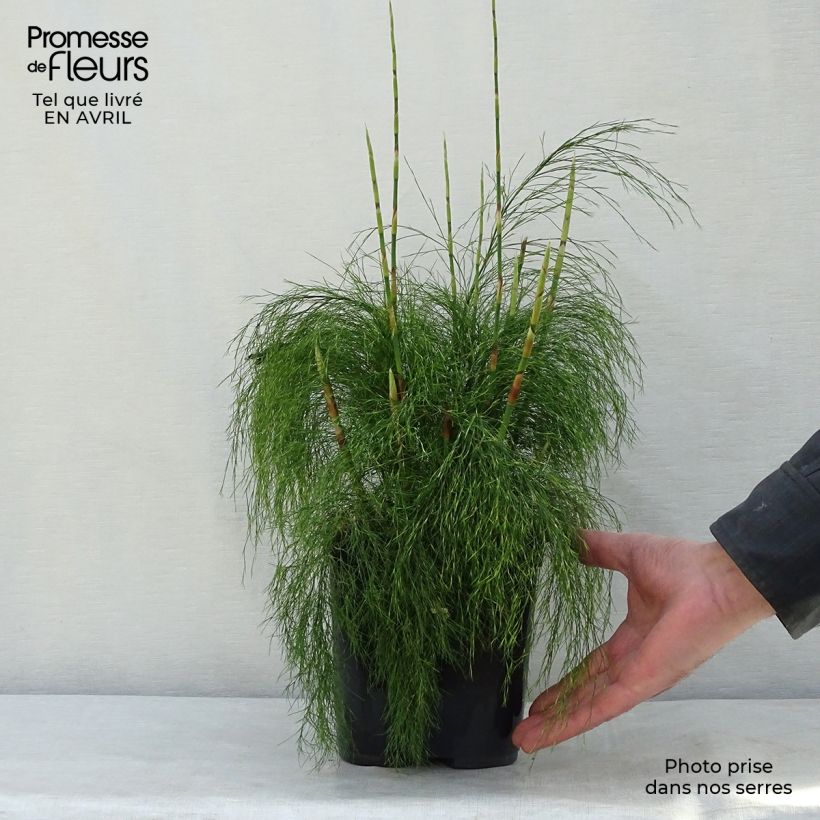 Example of Ischyrolepis subverticillata - Restio Pot van 2 l/3 l as you get in printemps