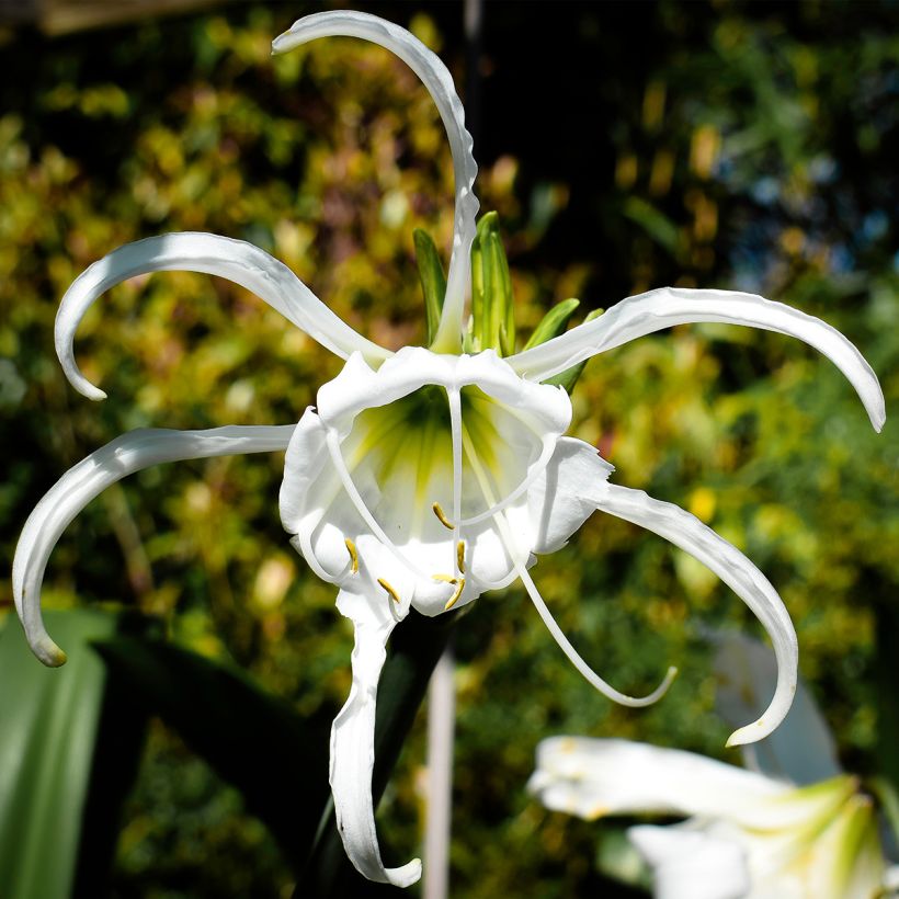 Hymenocallis festalis Wit - Spinlelie (Bloei)