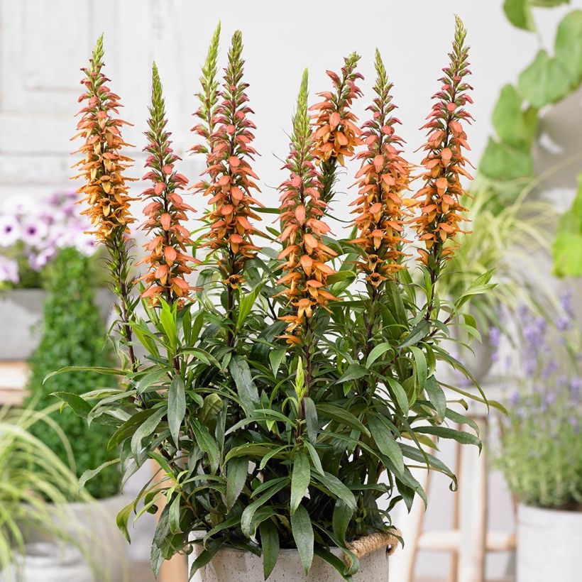 Isoplexis Bella - Canarisch vingerhoedskruid (Groeiplaats)