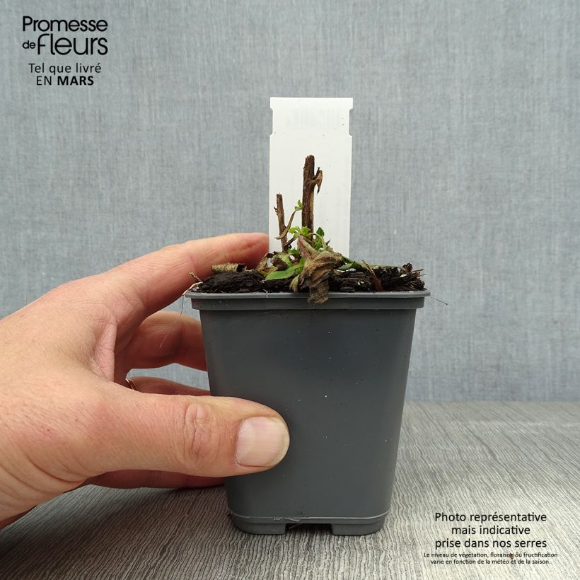 Exemplaar van Isoplexis Bella - Canarisch vingerhoedskruid Kweekpotje van 8/9 cm zoals geleverd in de lente