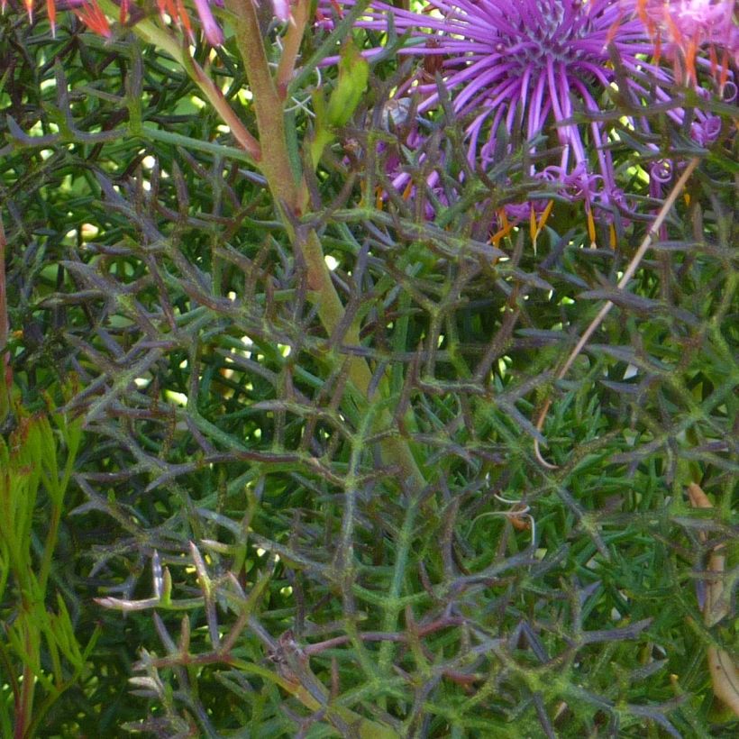 Isopogon formosus - Roze kegeldistel (Blad)