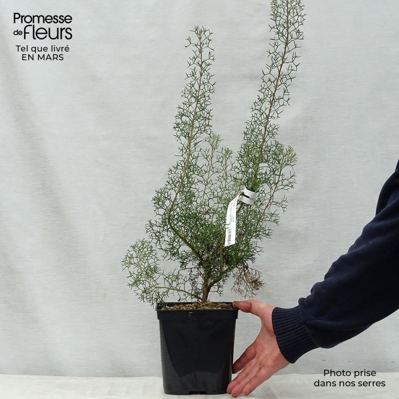 Exemplaar van Isopogon formosus - Roze kegeldistel Pot van 3 l/4 l zoals geleverd in de lente