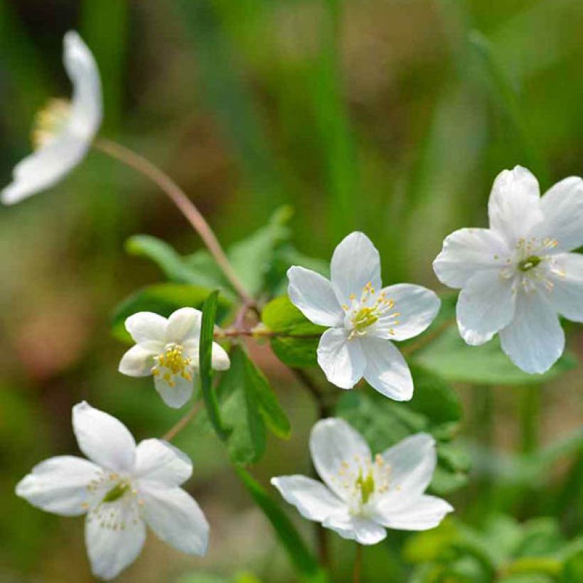 Isopyrum thalictroides (Bloei)