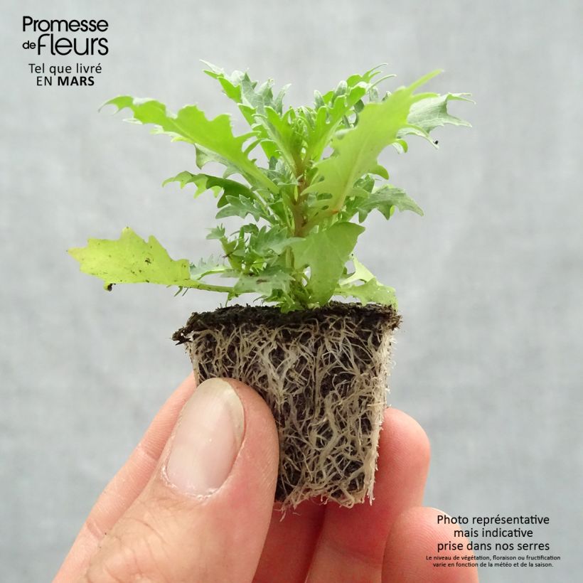 Exemplaar van Laurentia Tristar Deep Blue - Isotoma Kluitplant: kluit 3,8 cm x 3,2 cm in een tray voor 16 planten zoals geleverd in de lente