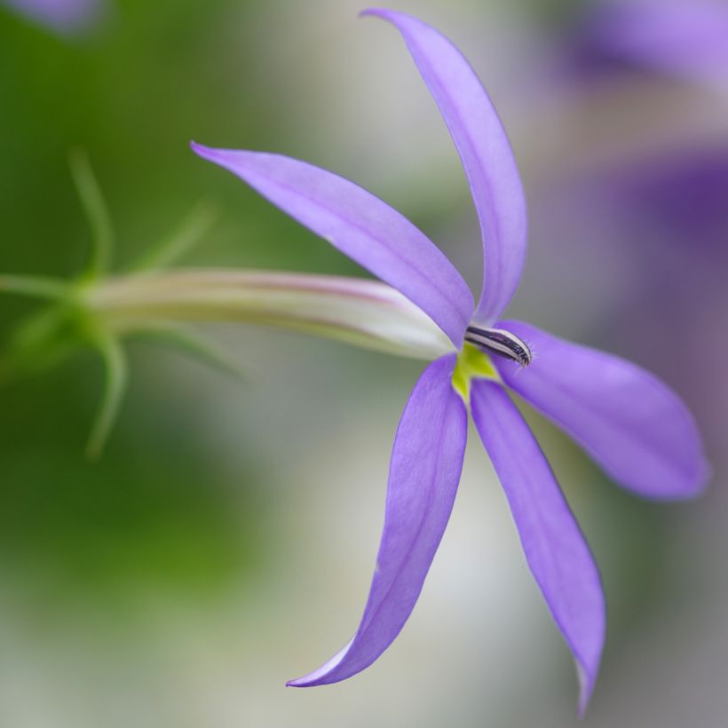 Isotoma Stella Blue - Laurentia (Bloei)