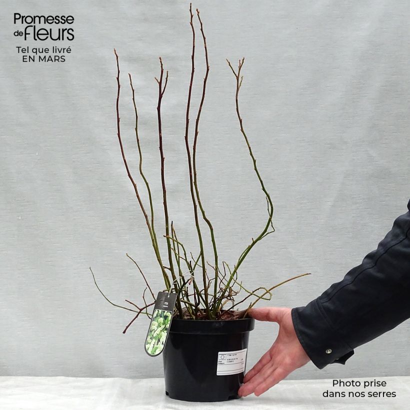 Exemplaar van Itea virginica - Bloemwilg Pot van 3 l/4 l zoals geleverd in de lente